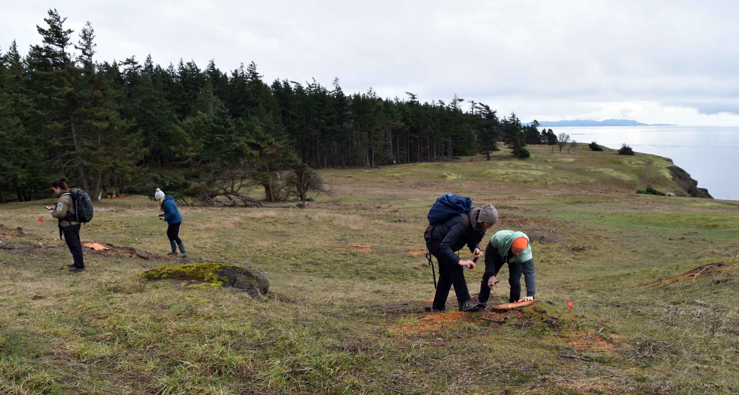 Project team members looking for potential Taylor's Checkerspot caterpillar release sites. Photo by Chris Junck