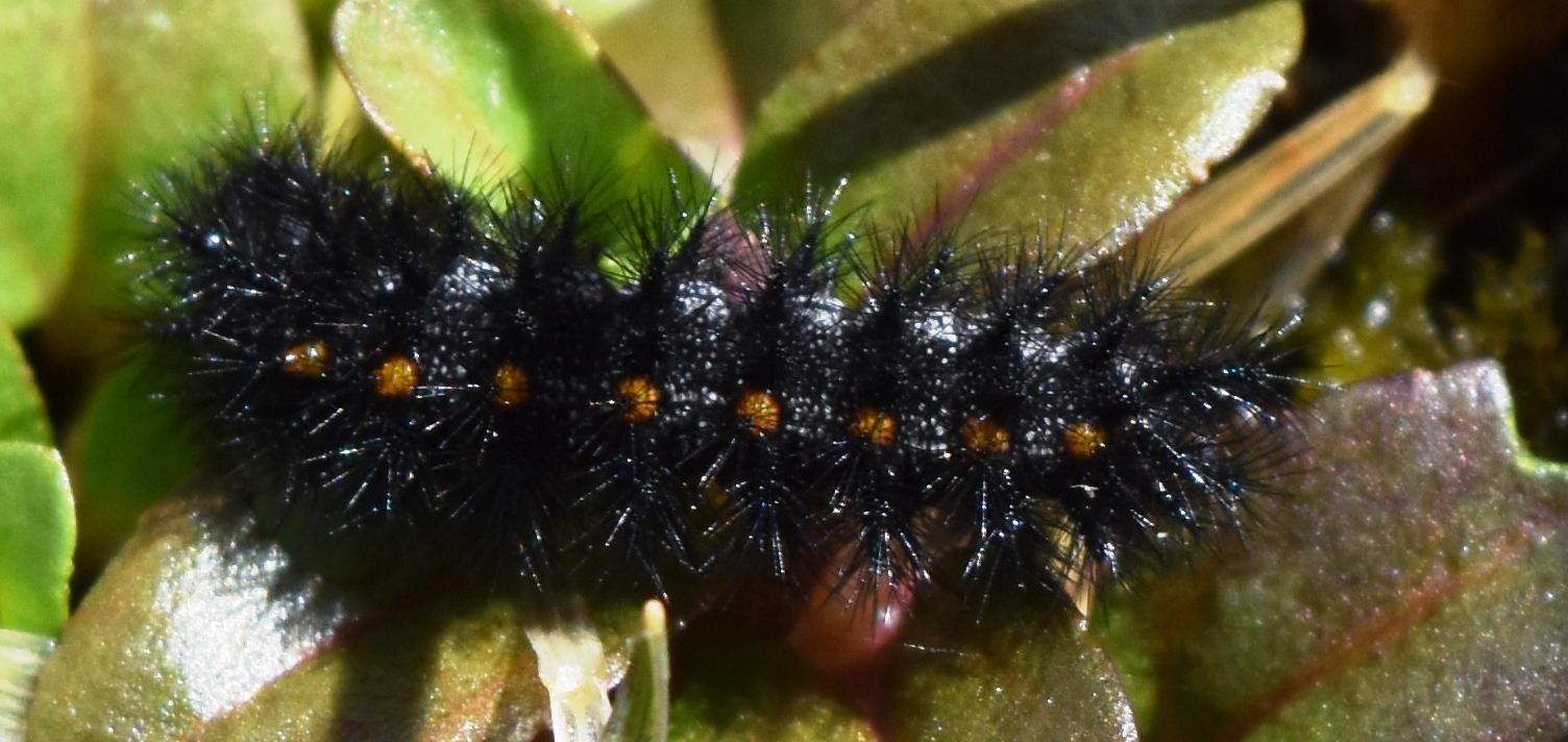 Taylor's Checkerspot caterpillar. Photo by Chris Junck