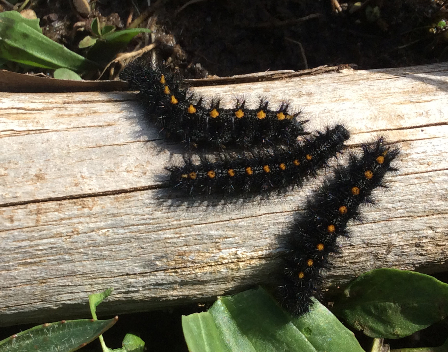 Newly released Checkerspot larvae heading for food (Plantago leaves). Photo: E. McClaren
