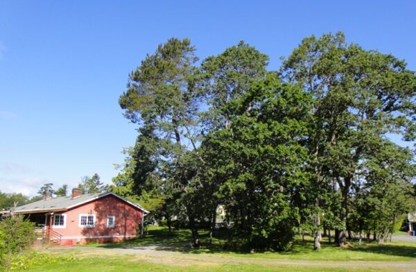 Our new office space has a lovely grove of oak trees to make us feel at home