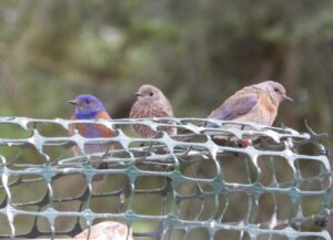 The bluebird pair continued to raise their surviving juveniles, while nesting a second and then a third time (photo: J. Green, GOERTS)