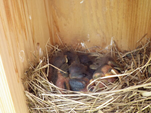 Pictured here at 8 days old, these bluebird nestlings fledged (left the nest) at 18 days old and are now learning to fend for themselves. Photo by Reanna Shelling