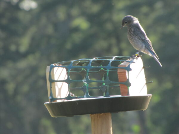 A juvenile bluebird chooses his next meal from a supplemental feeding station (photo: R. Shelling, GOERTS)