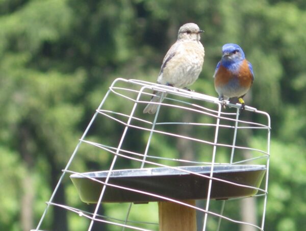 This pair raised six offspring in three nest attempts this summer. Sandra helped band the last clutch and fed the family into September. Photo: R. Shelling