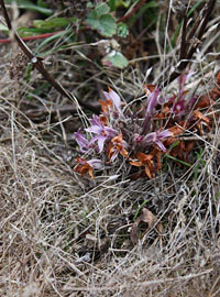 broomrape