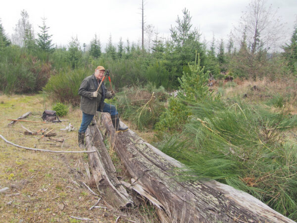 Volunteers and contractors are removing encroaching vegetation to reclaim clearings in the Butterfly Reserve area of Denman Provincial Park. Photo: A. Fyson