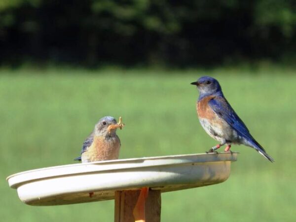 This male bluebird fledged at CGOP in 2012 and returned to nest there this year (photo: J. Daly, GOERTS)