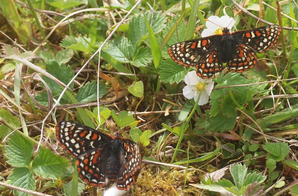 Taylor's Checkerspot Butterflies shortly after release from the Conservation Breeding Facility.