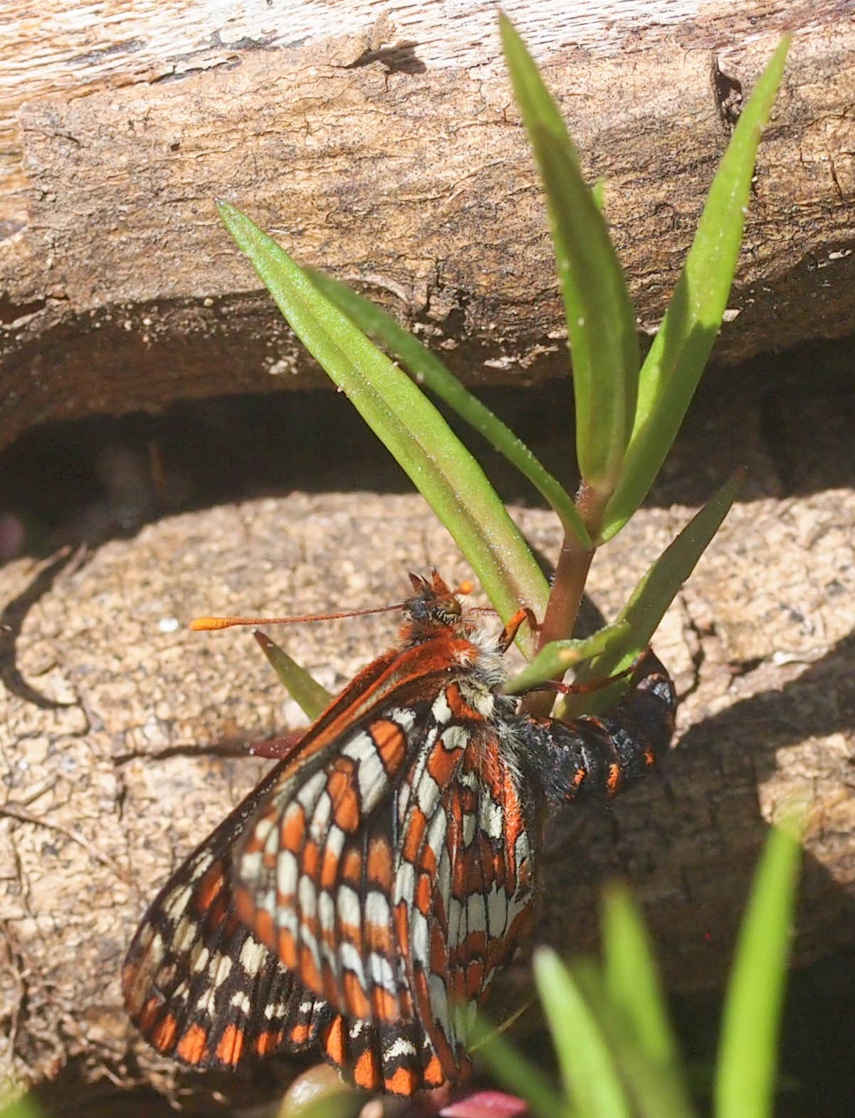 Female Checkerspot from the TCCBF laying eggs in the Butterfly Reserve. Photo: Andrew Fyson