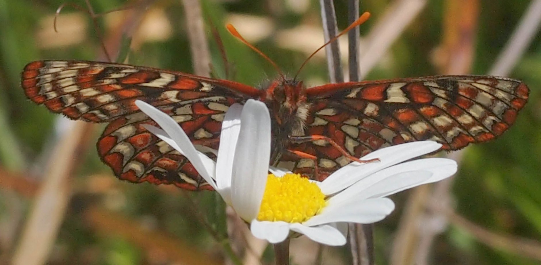 Female Taylor's Checkerspot shortly after release in BC Parks Butterfly Reserve. Photo: A. Fyson