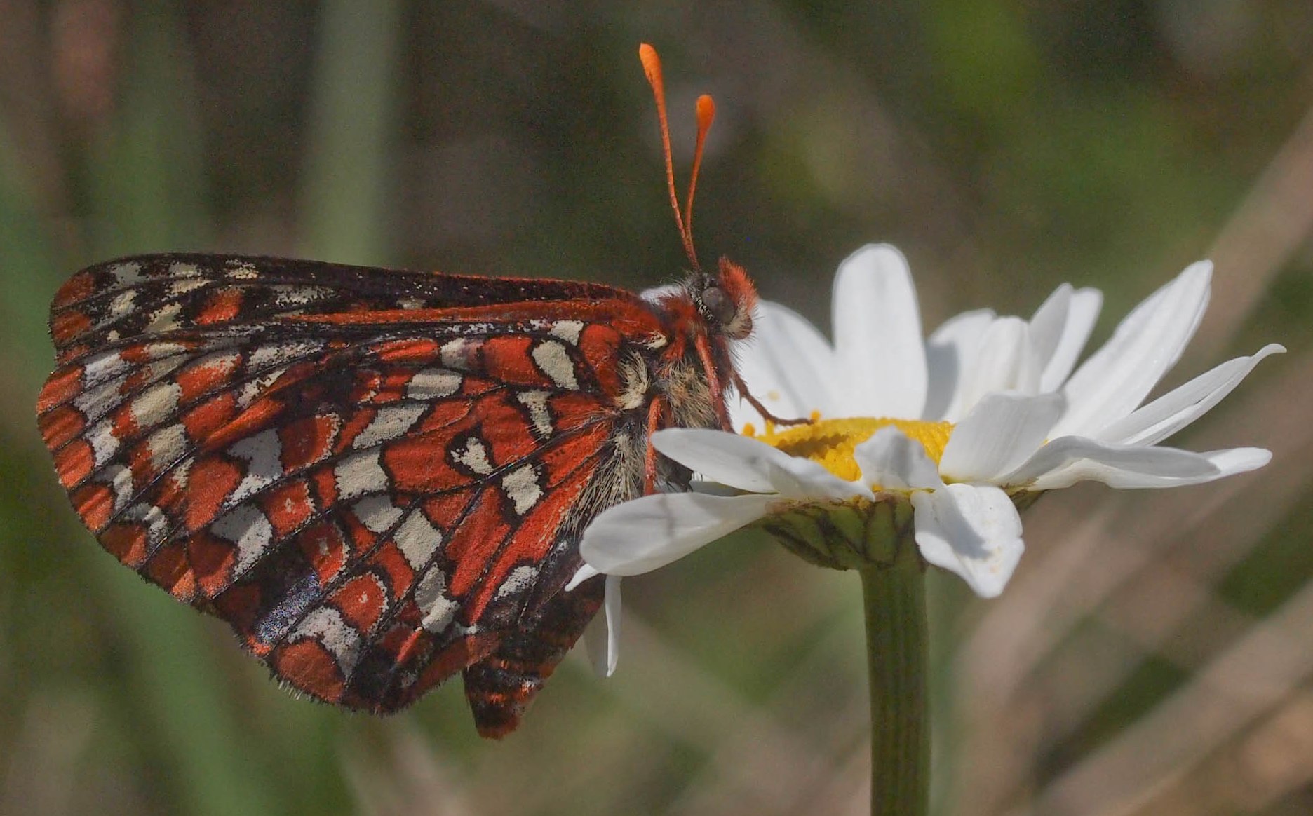 Newly released female Checkerspot seeking nectar. The blue spot on her wing allows researchers to track and identify her. Photo: A. Fyson 