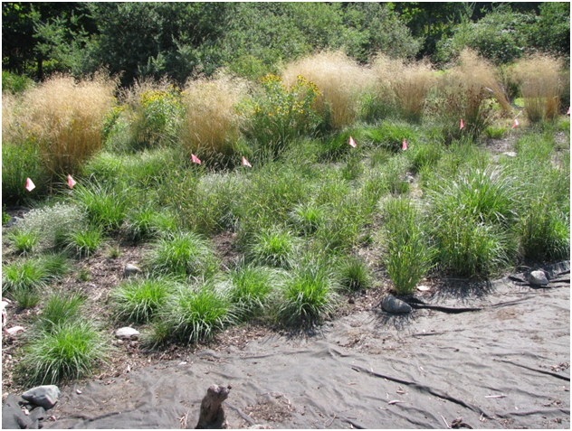 Wet meadow restoration underway at Haliburton Community Organic Farm:  Tufted hairgrass (Deschampsia cespitosa) and mountain sneezeweed (Helenium autumnale) in background and new plantings in the foreground. (Photo: J & K Miskelly)