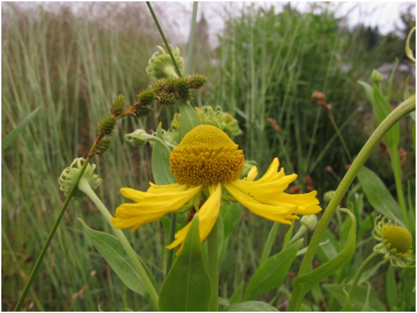 Two rare plants of wet meadows at the Haiburton Biodiversity Project: Green-sheathed sedge (Carex feta) and mountain sneezeweed (Helenium autumnale). Photo: J & K Miskelly