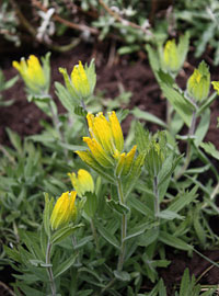 golden paintbrush