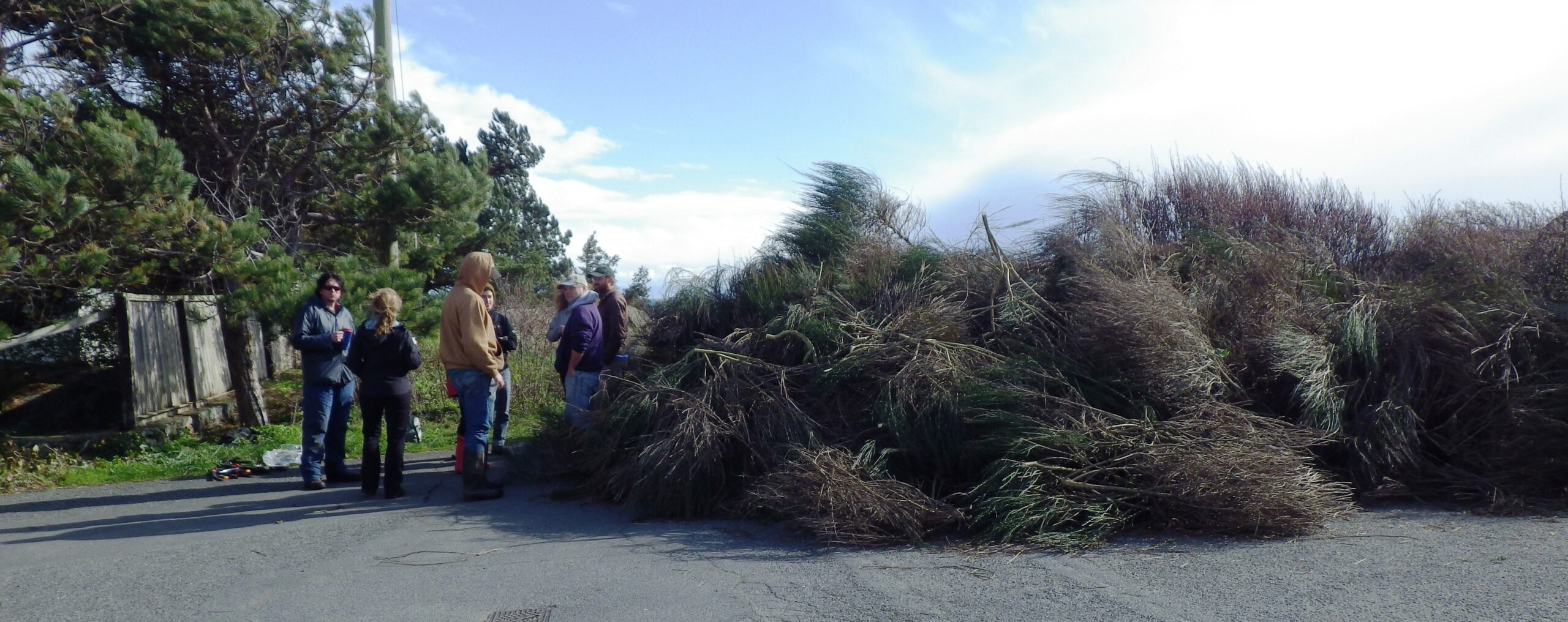 GOERTies and community volunteers removed impressive quantities of Scotch Broom from Harling Point (Oak Bay) in our 2013 work parties (photo: C. Junck, GOERTS)