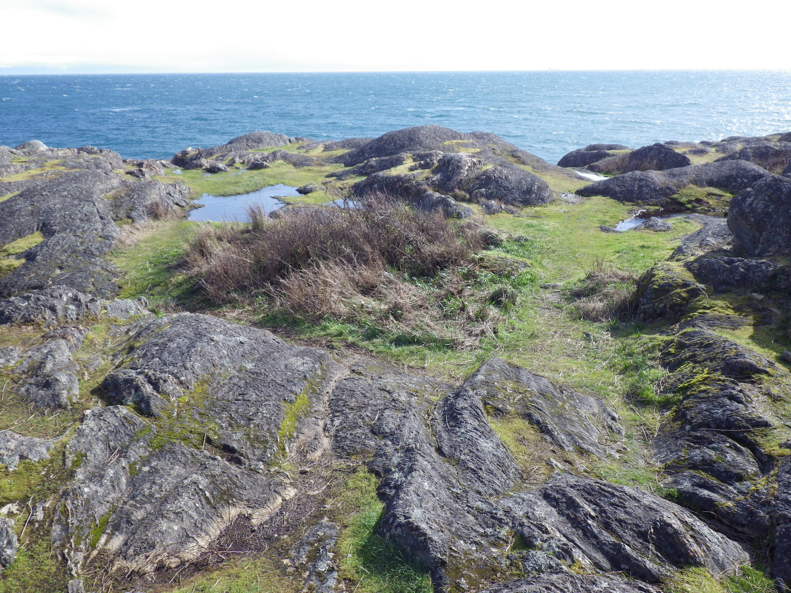 Rare ecosystems themselves, the mix of vernal pools and rocky balds at Harling Point provide critical habitat for several of Canada's rarest species (photo: C. Junck, GOERTS)