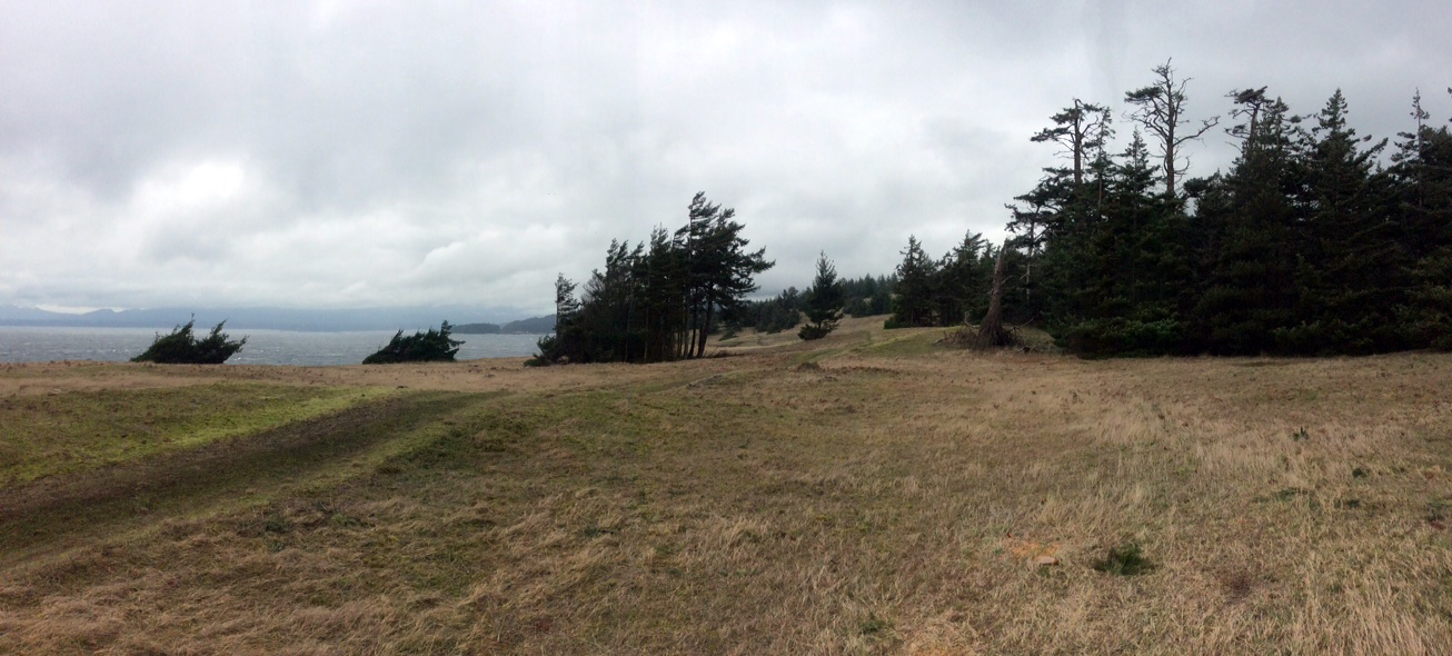 The forest and non-native plants are taking over Helliwell's rare coastal bluff meadow. Photo: BC Parks