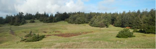 After Phase I coastal bluff restoration work. Photo: BC Parks