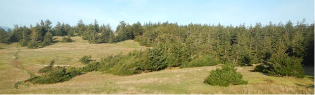 Before Phase I coastal bluff restoration work. Photo: BC Parks