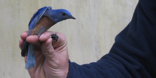 A translocated male bluebird receives his leg bands before being released into a temporary aviary with his mate. Photo: B Rose