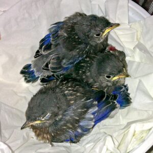 These 3 nestlings were severely injured by House Sparrow attack (photo: Island Wildlife Natural Care Centre)