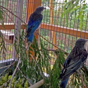 After a month of constant care, these 2 surviving juvenile bluebirds were ready to be released back to their family (photo: Island Wildlife Natural Care Centre)
