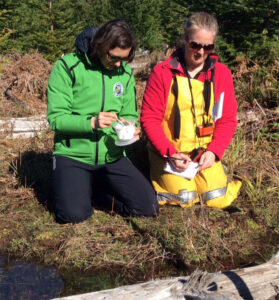 Erica McClaren (BC Parks) and Jenny Heron (BC Ministry of Environment) carefully placed and monitored Checkerspot caterpillars. 