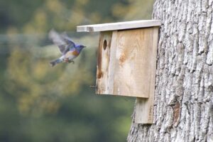 A male Western Bluebird inspects a nestbox in the Cowichan Valley. Photo: Rick Woolley.