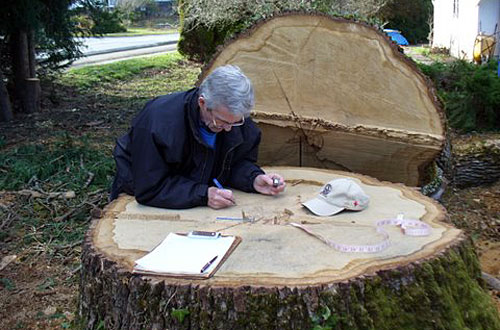 counting oak rings