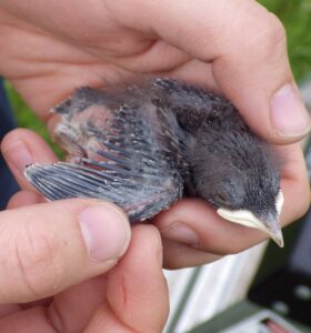 One of the same nestlings in the clutch pictured above, now at 12 days old. Nestlings are examined fir growth progress 2-3 times during the 3-weeks that they are in the nest. Photo: R Shelling/GOERT