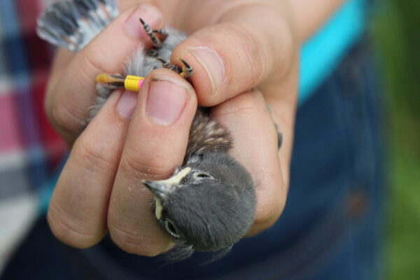 A 15 day-old nestling is given his coloured leg bands by the Western Bluebird Technician. Photo: R Hetschko/GOERT