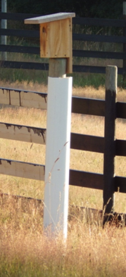 Free-standing posts are guarded against predators using a PVC sleeve. Photo: J Green/GOERT