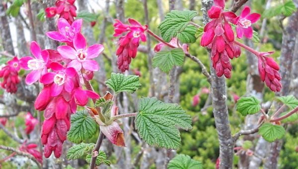 Red-flowering Currant (Ribes sanguineum) flowers are an important early spring source of nectar for Rufous humming-birds and bees. Photo by Chris Junck