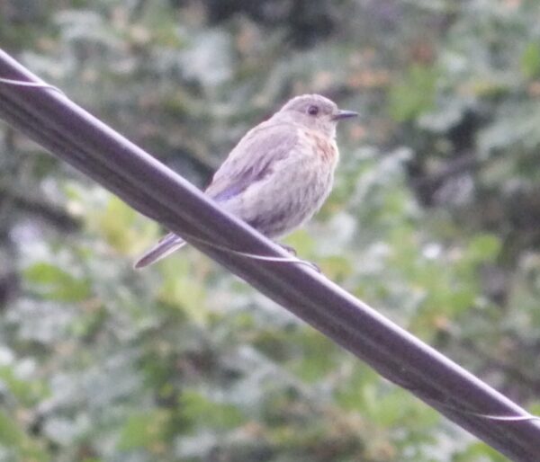 This female bluebird is very pale in colour. In this lighting, and with her wings behind the wire, it is harder to identify her as a bluebird. Photo: J. Green, GOERTS