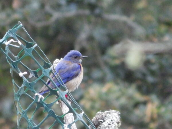 Her mate is a very bright blue, but his rusty "vest" is not as prominent as on some other male bluebirds. Photo: J. Green, GOERTS