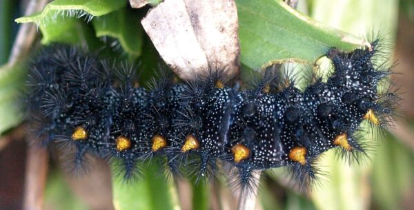 Taylor's Checkerspot larva devouring Needle-leaved Plantain. Photo: A. Fyson