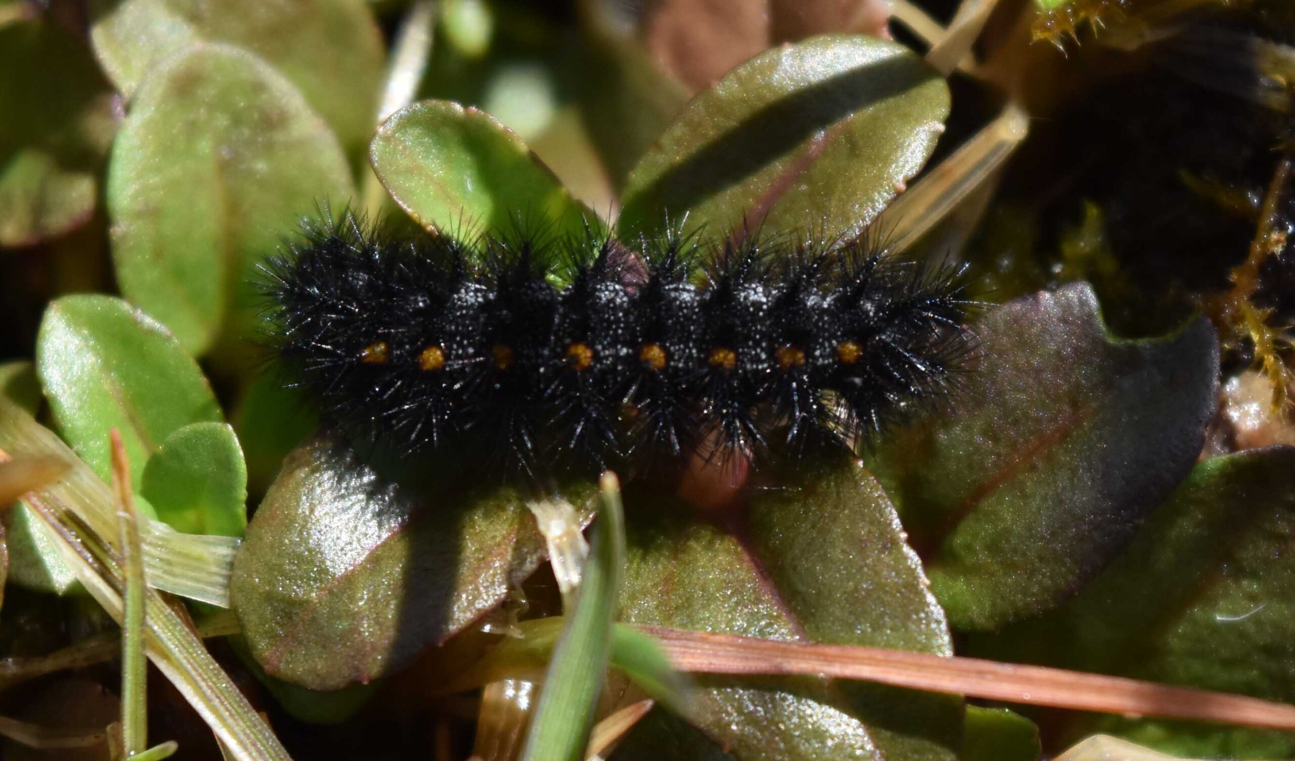 TCBRP_2017 larval release_Denman Island_Chris Junck_0255_crpd_med res