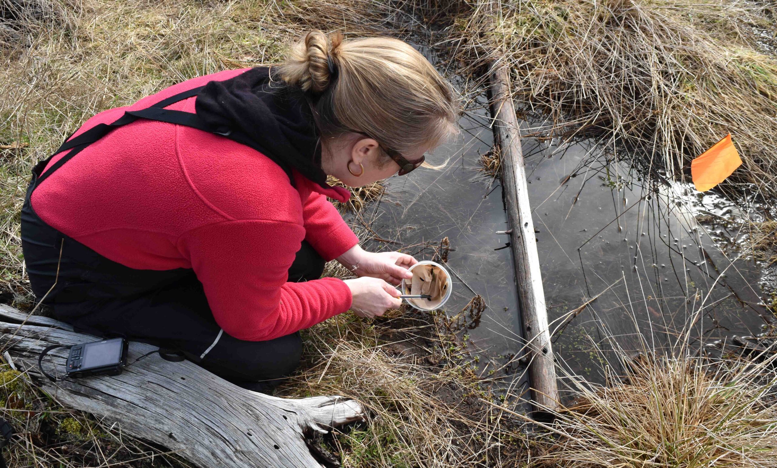 TCBRP_2017 larval release_Denman Island_Chris Junck_0265_crpd_med res