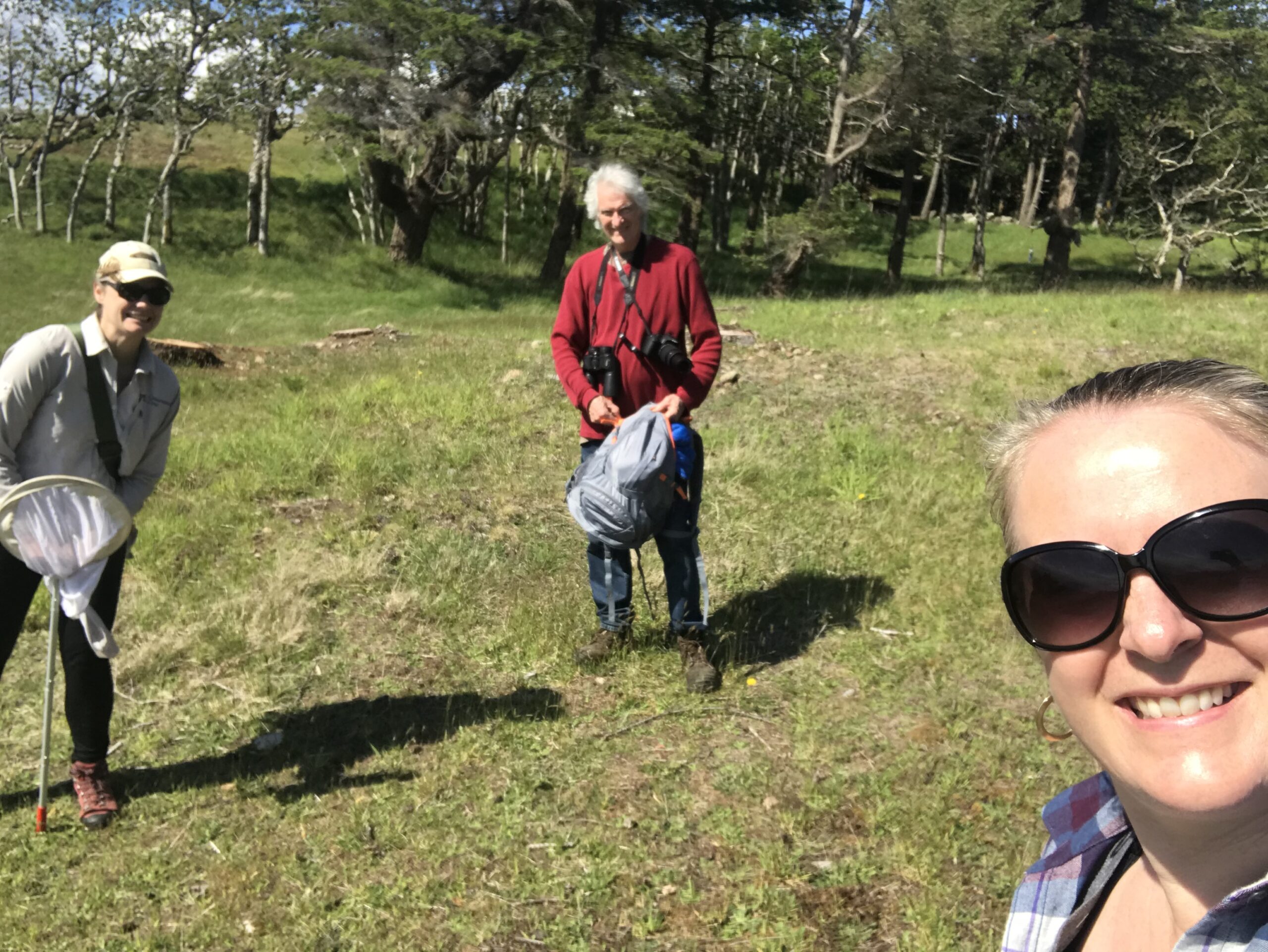 2020 Taylor's Checkerspot butterfly survey in Helliwell Provincial Park.