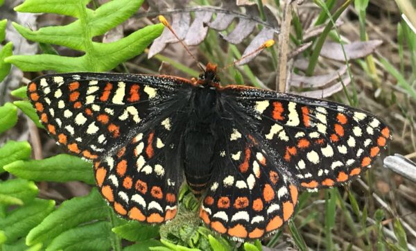 Taylor's Checkerspot butterfly in Helliwell provincial Park.