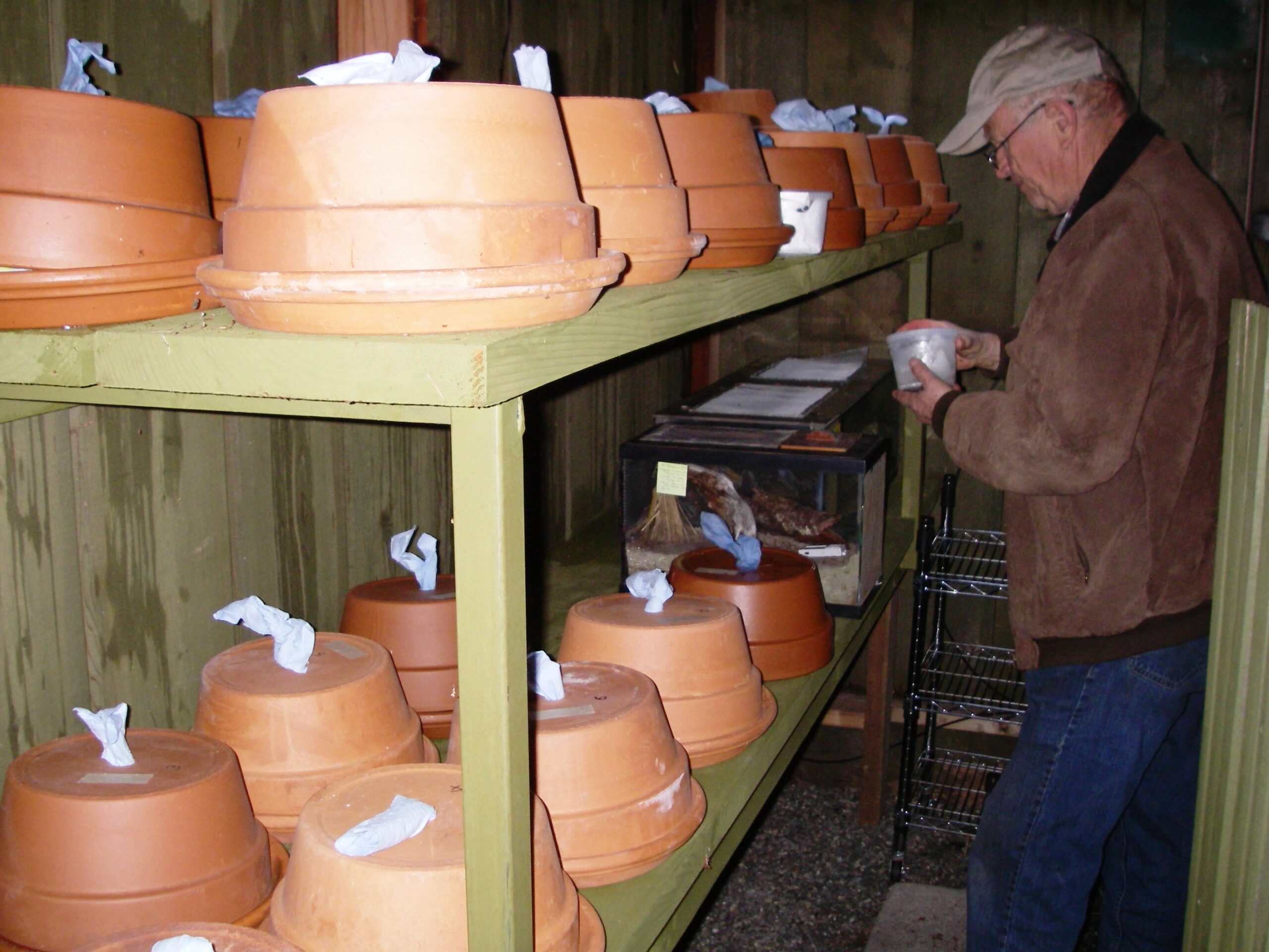 Peter Karsten monitors diapause larvae at the Taylor's Checkerspot Conservation Breeding Facility. Photo: C Junck/GOERT