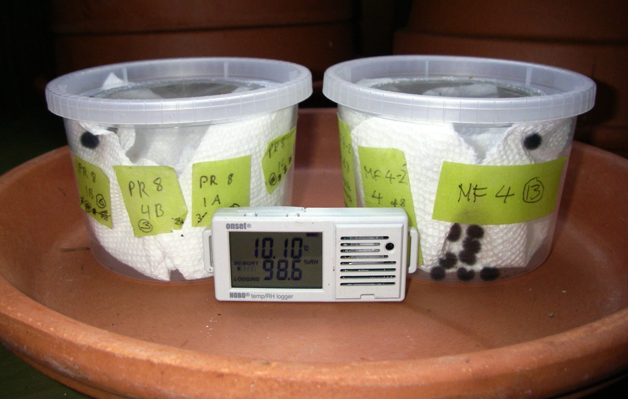 TCB larvae in diapause chambers. Photo: C Junck/GOERT