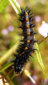 A human raised Taylor's Checkerspot caterpillar explores its new home in the Butterfly Reserve. Photo: P. Karsten