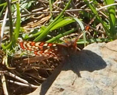 Taylor's Checkerspot, Denman Island. Photo: A. Fyson