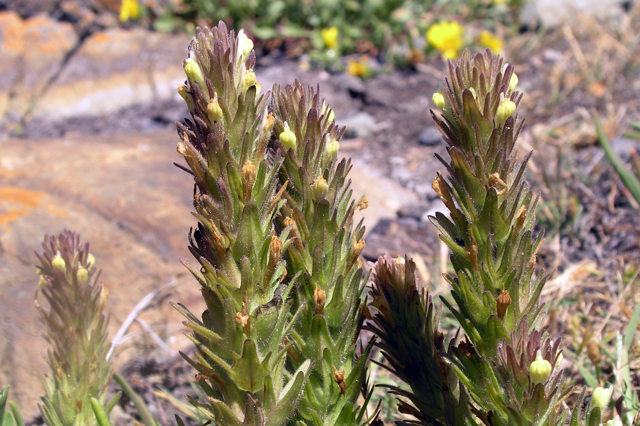 Victoria’s Owl-clover only occurs in four locations! (photo: M. Fairbarns, Aruncus Consulting)