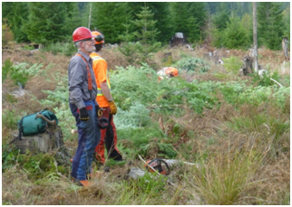 Volunteers and contractors improved more than 4 ha of meadow habitat for butterflies. Photo: Peter Karsten