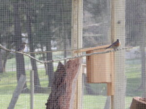 A pair of bluebirds brought up from Washington, at rest in their temporary aviary.