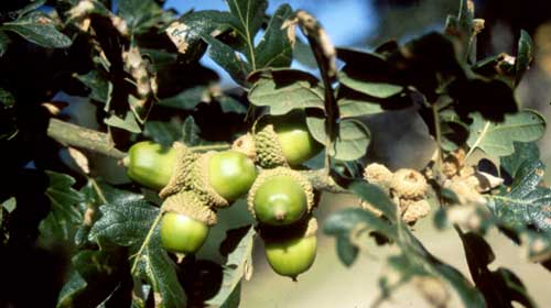 Garry oak acorns (photo by Marilyn Fuchs)