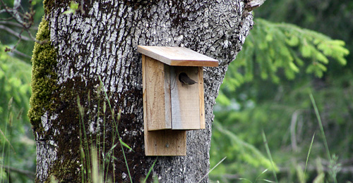 bluebird box at crow's nest