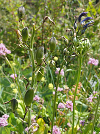 Louise Goulet garden